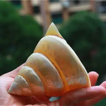 Natural de conchas de caracol de la torre espiral colección de regalo casero de la Decoración de almeja gigante conchas conchas de mar de la decoración de la casa