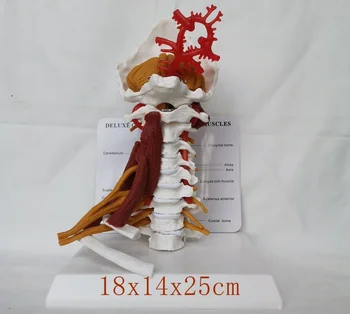 1:1 LifeSize Cervicales Vértebras Cervicales y de los cuerpos Vertebrales de la Columna Cervical Humana Anatomía de la Médula Espinal Vértebras Cervicales Sketelon