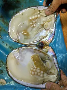 De agua Dulce Natural de las Ostras de Perlas En el Vacío-lleno,20-30pcs Real de Perlas dentro de los Grandes Monstruo de Ostras de Perlas Shell Deseo de Don FP443