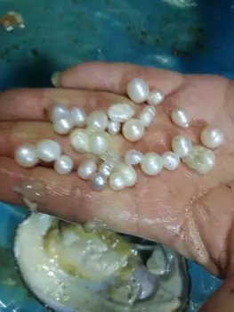 De agua Dulce Natural de las Ostras de Perlas En el Vacío-lleno,20-30pcs Real de Perlas dentro de los Grandes Monstruo de Ostras de Perlas Shell Deseo de Don FP443